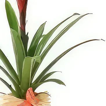 fiorista fiori di Laval- Pianta esotica Akira il Billbergia Bouquet floreale