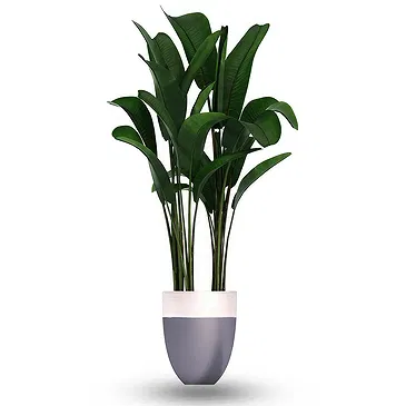 Queensborough / Tunbridge flowers  -  Strelitzia Flower Bouquet/Arrangement