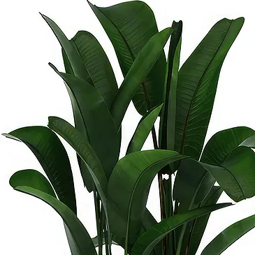 Queensborough / Tunbridge flowers  -  Strelitzia Flower Bouquet/Arrangement