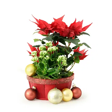 Vignone flowers  -  Christmas Plant Basket Flower Bouquet/Arrangement