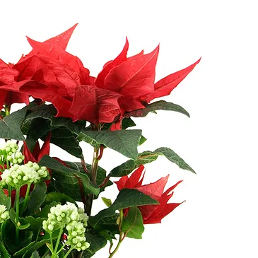 Vignone flowers  -  Christmas Plant Basket Flower Bouquet/Arrangement