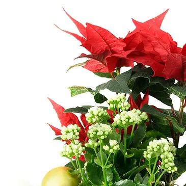 Vignone flowers  -  Christmas Plant Basket Flower Bouquet/Arrangement