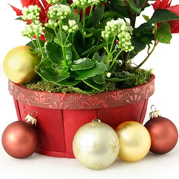 Vignone flowers  -  Christmas Plant Basket Flower Bouquet/Arrangement