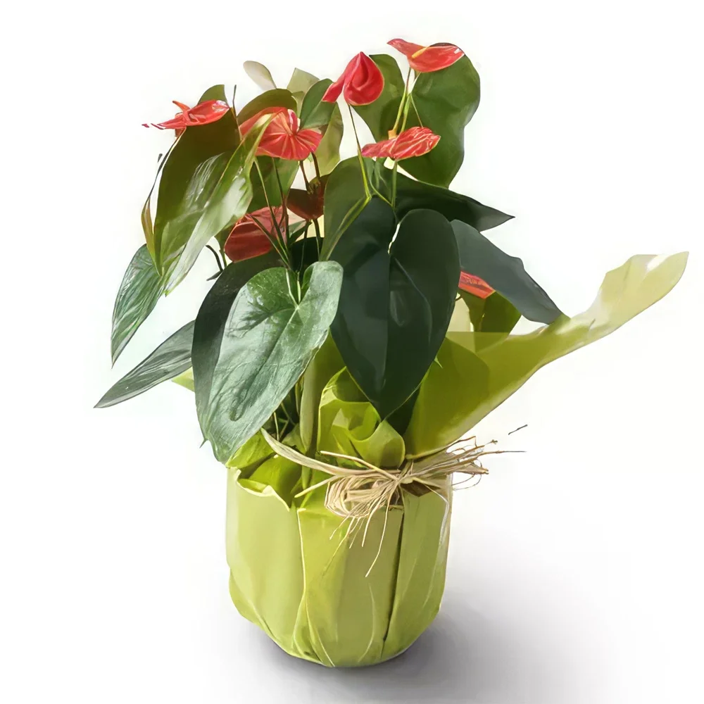 Salvador blomster- Anthurium til gave Blomsterarrangementer bukett