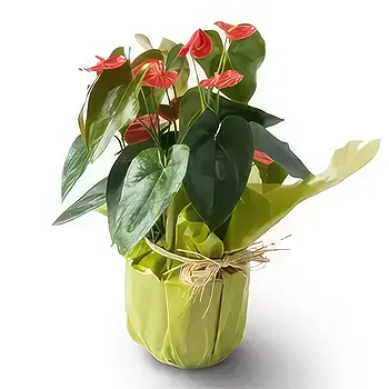 Santa Maria da Boa Vista flowers  -  Anthurium for Gift Flower Delivery