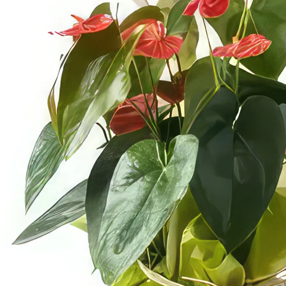 Brasília Blumen Florist- Anthurium zum Geschenk Bouquet/Blumenschmuck