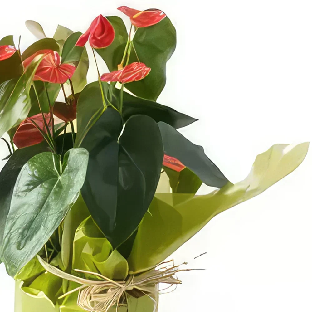 Salvador blomster- Anthurium til gave Blomsterarrangementer bukett