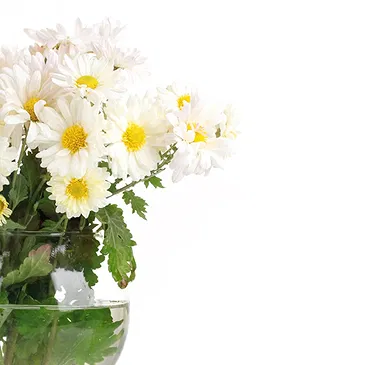 Italy flowers  -  Bouquet of white daisies in vase Flower Bouquet/Arrangement