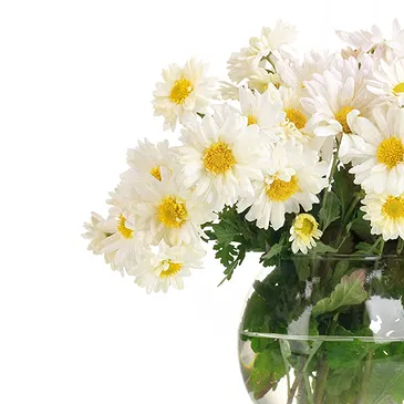 Italy flowers  -  Bouquet of white daisies in vase Flower Bouquet/Arrangement
