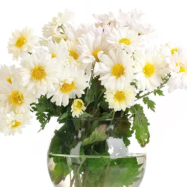 Italy flowers  -  Bouquet of white daisies in vase Flower Bouquet/Arrangement