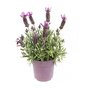 Capriolo online Florist - Lavender plant Bouquet
