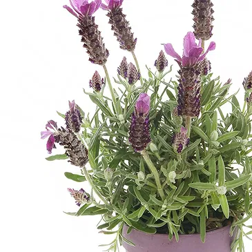 Vignone flowers  -  Lavender plant Flower Bouquet/Arrangement