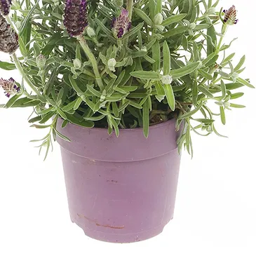 Vignone flowers  -  Lavender plant Flower Bouquet/Arrangement