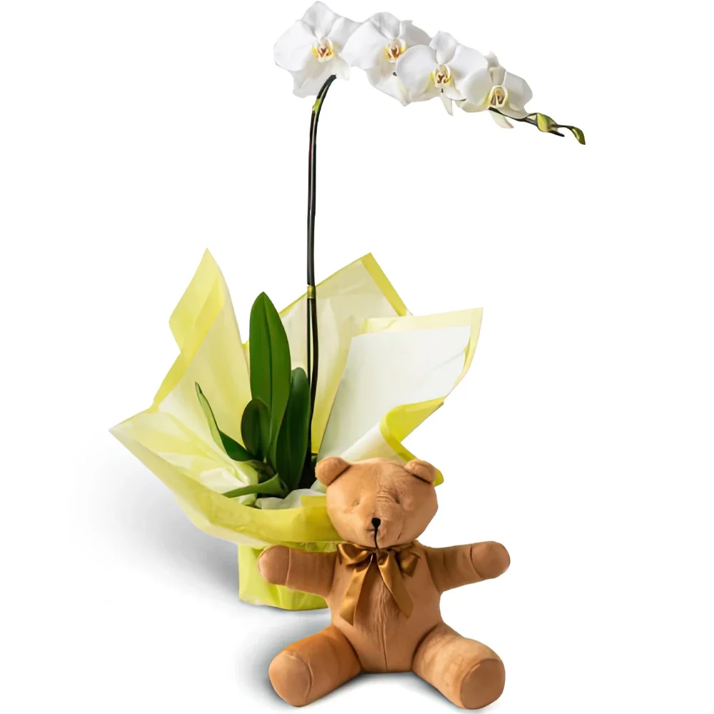 Manaus blommor- Phalaenopsis Orchid för gåva och Teddybear Bukett/blomsterarrangemang
