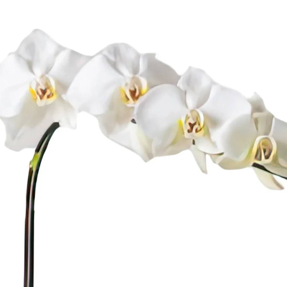 flores el Salvador floristeria -  Phalaenopsis Orquídea para regalo y osito Ramo de flores/arreglo floral
