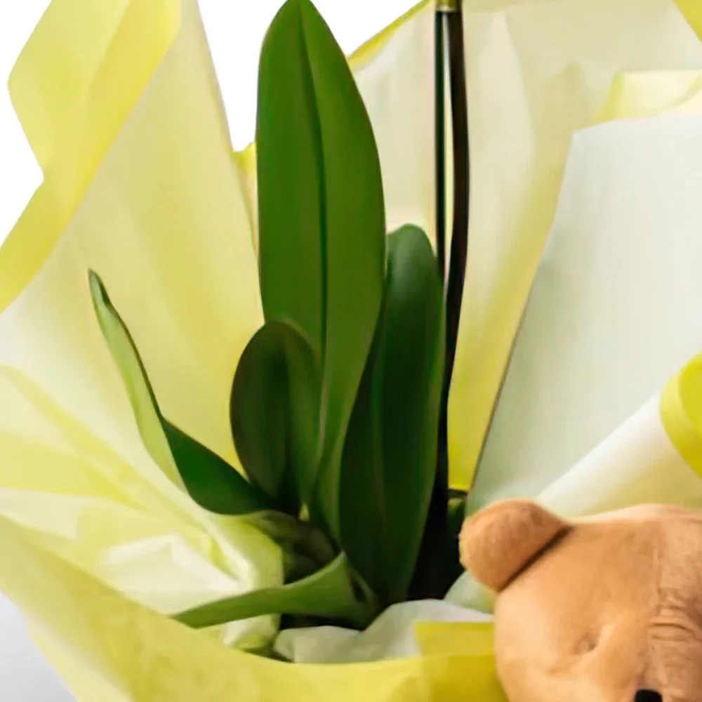 Belém kvety- Phalaenopsis Orchid pre darčeky a Teddybear Aranžovanie kytice