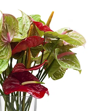 Italy flowers  -  Bunch of Flowers with Red Anthuriums Flower Bouquet/Arrangement