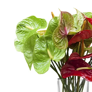 Italy flowers  -  Bunch of Flowers with Red Anthuriums Flower Bouquet/Arrangement