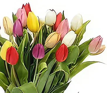 Ad Dilam blomster- Fantastiske tulipaner Blomsterarrangementer bukett