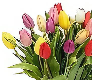 Ad Dilam blomster- Fantastiske tulipaner Blomsterarrangementer bukett