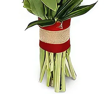 Ad Dilam blomster- Fantastiske tulipaner Blomsterarrangementer bukett