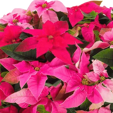 Pattaya Blumen Florist- Weihnachts -Weihnachtsstern Korb Bouquet/Blumenschmuck