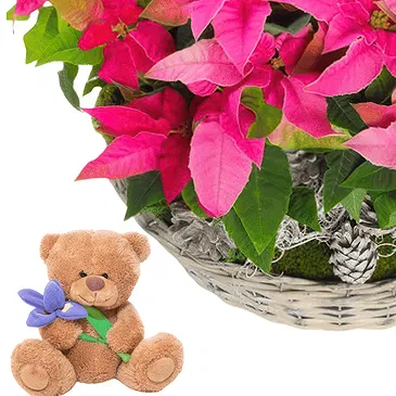 Pattaya Blumen Florist- Weihnachts -Weihnachtsstern Korb Bouquet/Blumenschmuck