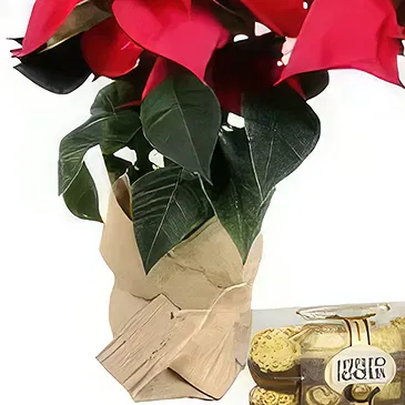Câmara de Lobos flowers  -  Christmas Plant Flower Bouquet/Arrangement