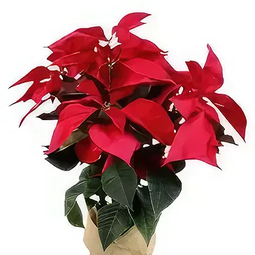 Câmara de Lobos flowers  -  Christmas Plant Flower Bouquet/Arrangement