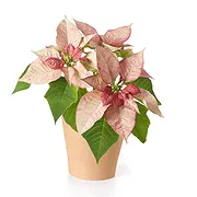 Italy online Florist - Pink poinsettia Bouquet