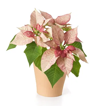 San Marino flowers  -  Pink poinsettia Flower Delivery