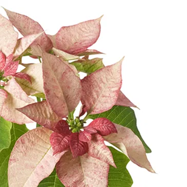 Italy flowers  -  Pink poinsettia Flower Bouquet/Arrangement
