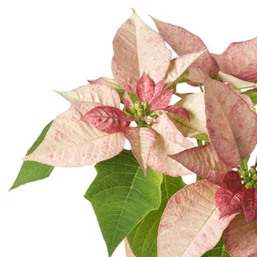 Italy flowers  -  Pink poinsettia Flower Bouquet/Arrangement