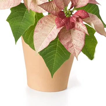 Italy flowers  -  Pink poinsettia Flower Bouquet/Arrangement