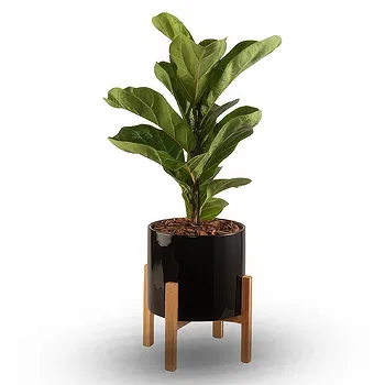firmu kvety- Ficus Beauty Kvet Doručenie