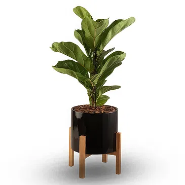 firmu kvety- Ficus Beauty Aranžovanie kytice