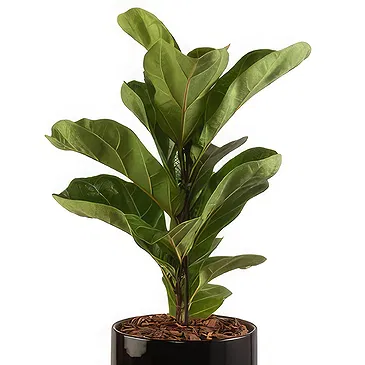 firmu kvety- Ficus Beauty Aranžovanie kytice
