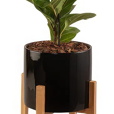 firmu kvety- Ficus Beauty Aranžovanie kytice