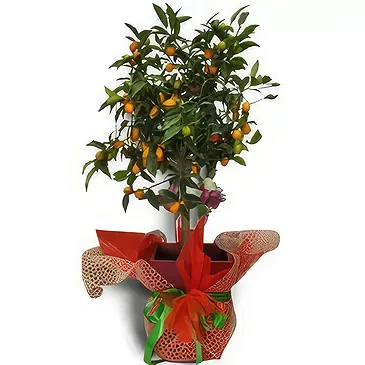Nea Krya Vrysi flowers  -  Orange Tree Variety Flower Bouquet/Arrangement