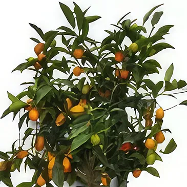 Nea Krya Vrysi flowers  -  Orange Tree Variety Flower Bouquet/Arrangement