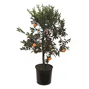 Vignone online Florist - Mandarin Plant Bouquet