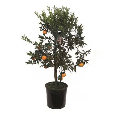 Vignone flowers  -  Mandarin Plant Flower Bouquet/Arrangement