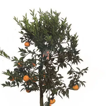 Vignone flowers  -  Mandarin Plant Flower Bouquet/Arrangement
