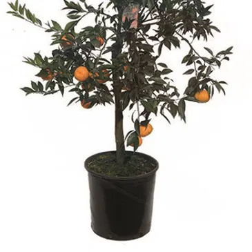 Vignone flowers  -  Mandarin Plant Flower Bouquet/Arrangement