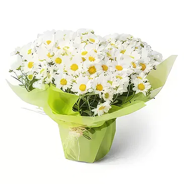 Brasilien Blumen Florist- Gepflanzte Gänseblümchen Bouquet/Blumenschmuck