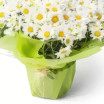 Brasilien Blumen Florist- Gepflanzte Gänseblümchen Bouquet/Blumenschmuck