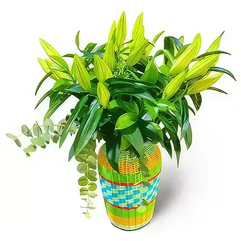 Ibiza flowers  -  GREEN  BOUQUET 1 Flower Delivery