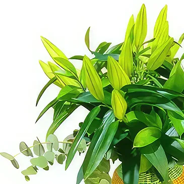 Cala Nova flowers  -  GREEN  BOUQUET 1 Flower Bouquet/Arrangement