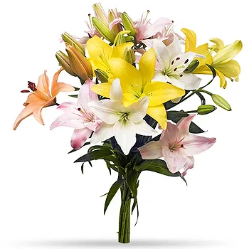 Holland flowers  -  Vivid Lilies Flower Delivery