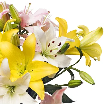 Oman flowers  -  Vivid Lilies Flower Bouquet/Arrangement